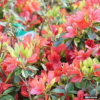 Amazon | ツツジ 【 本霧島 （本キリシマ） 】 4号ポット つつじ 苗