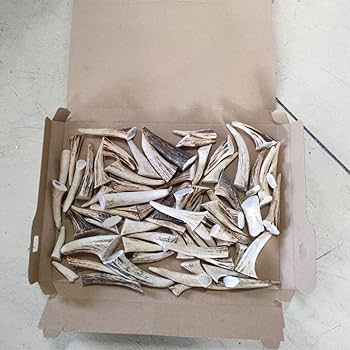 Amazon.co.jp: 鹿の角 エゾシカ 角 先端詰合わせ 1kg 端材