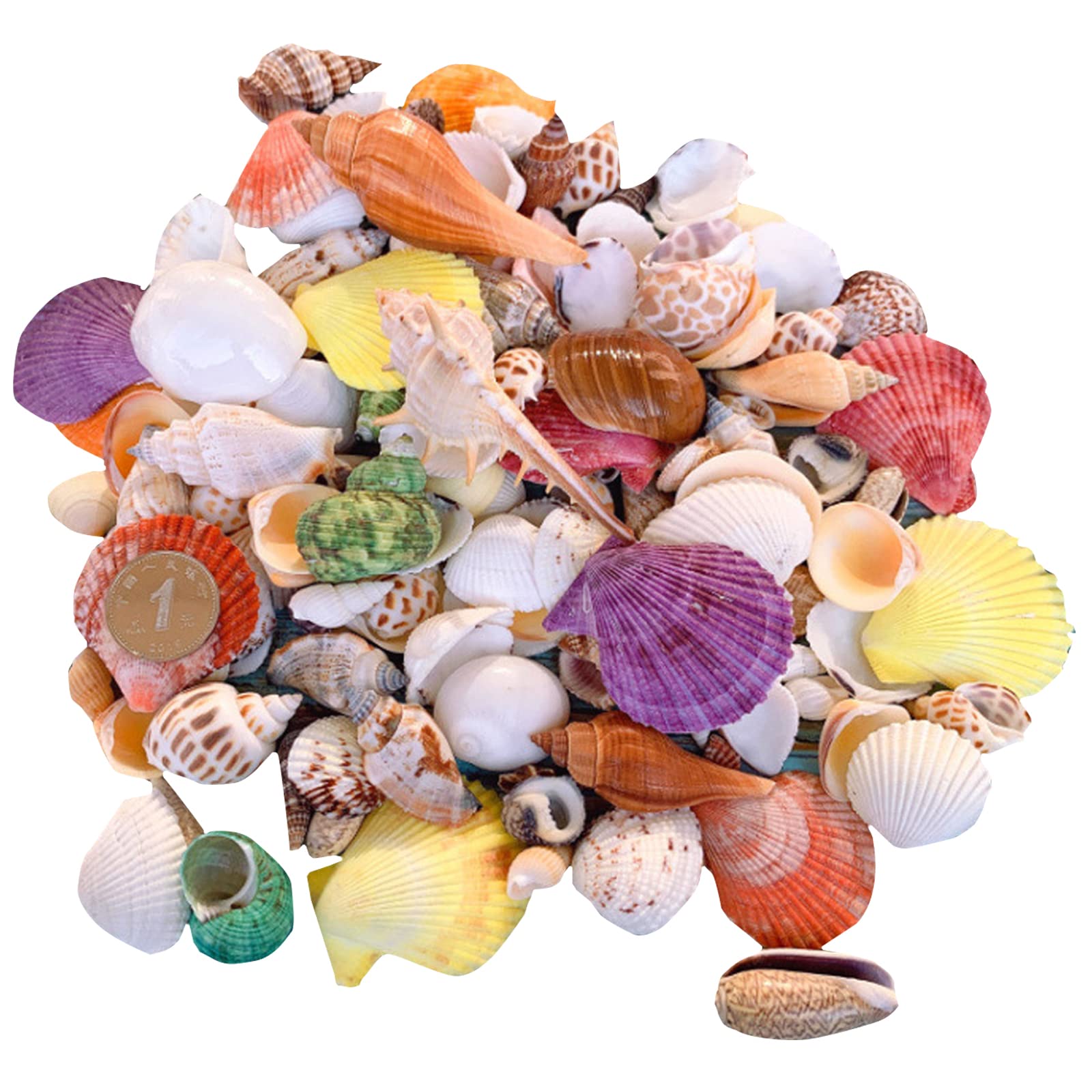 Amazon.co.jp: siawadeky カラフル 貝殻 500g アソート セット 天然
