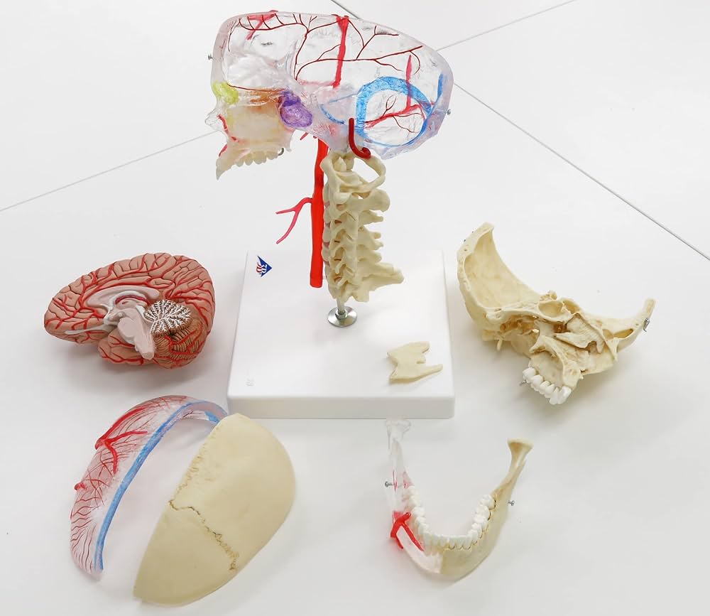 Amazon.co.jp: 頭蓋骨の内側・外側を忠実に再現した頭蓋骨模型の最上級