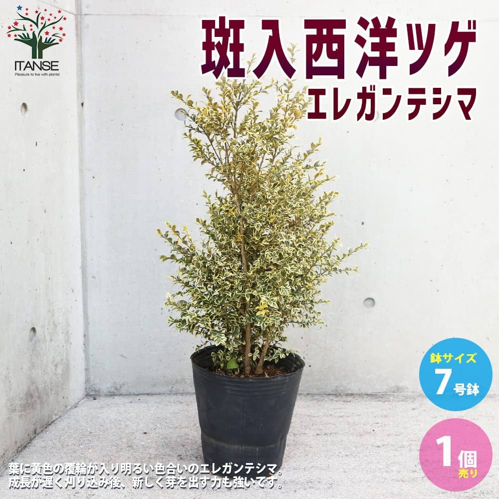 Amazon.co.jp: 斑入西洋ツゲ・エレガンテシマ 7号ポット大苗【品種で