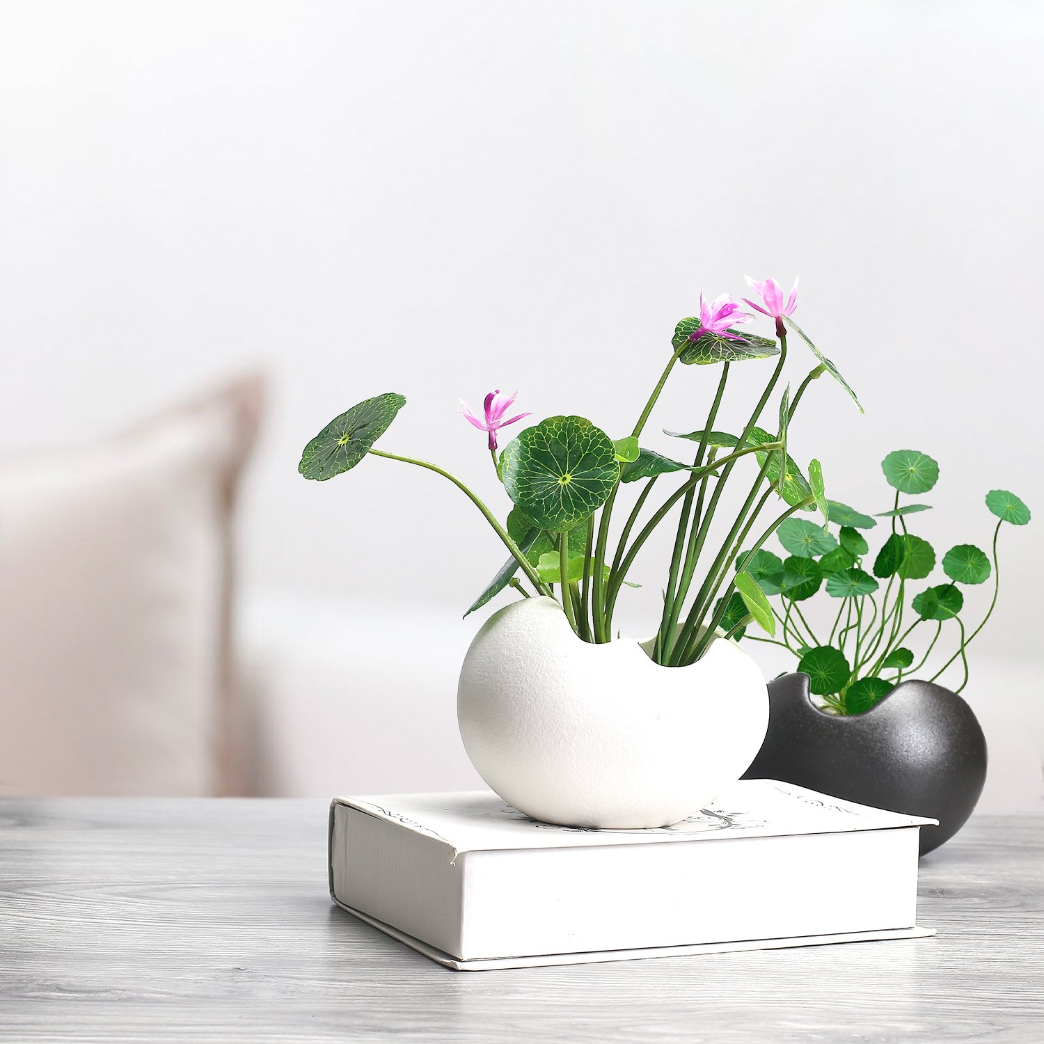 Amazon.co.jp: TOSSOW 植木鉢 陶器鉢 卵形 多肉植物、サボテン鉢