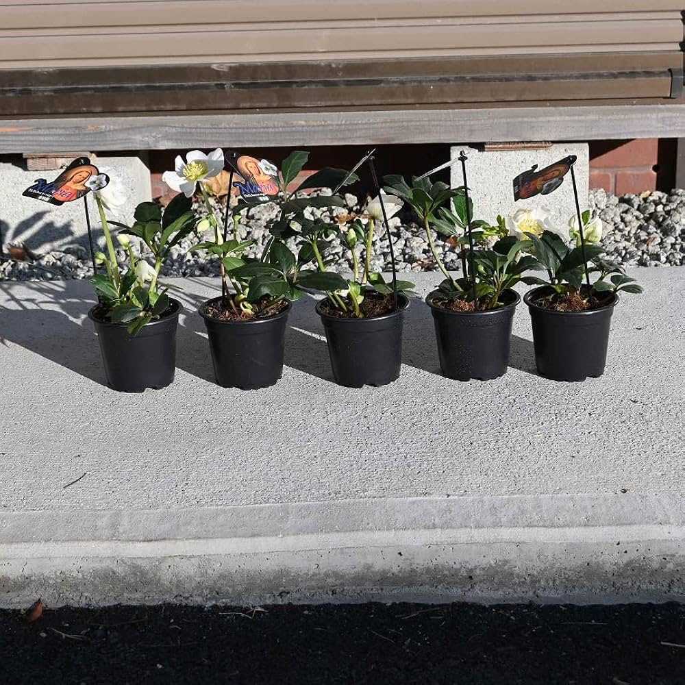 Amazon.co.jp: クリスマスローズ開花株5個セット クリスマスローズ