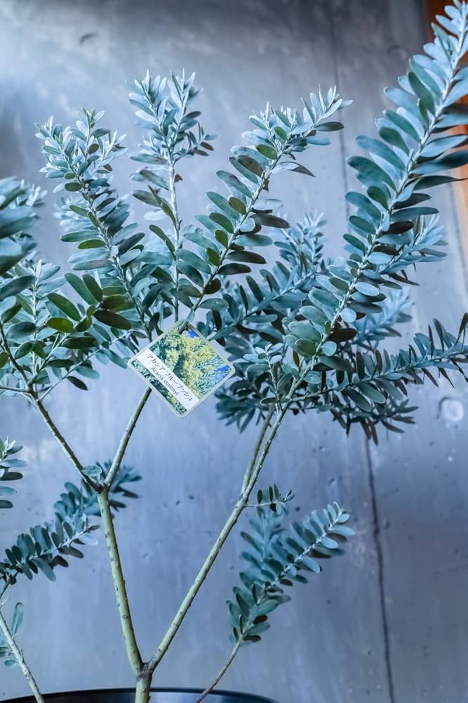 Amazon.co.jp: ミモザ 苗 アカシア ブルーブッシュ 苗木 鉢花 鉢植え