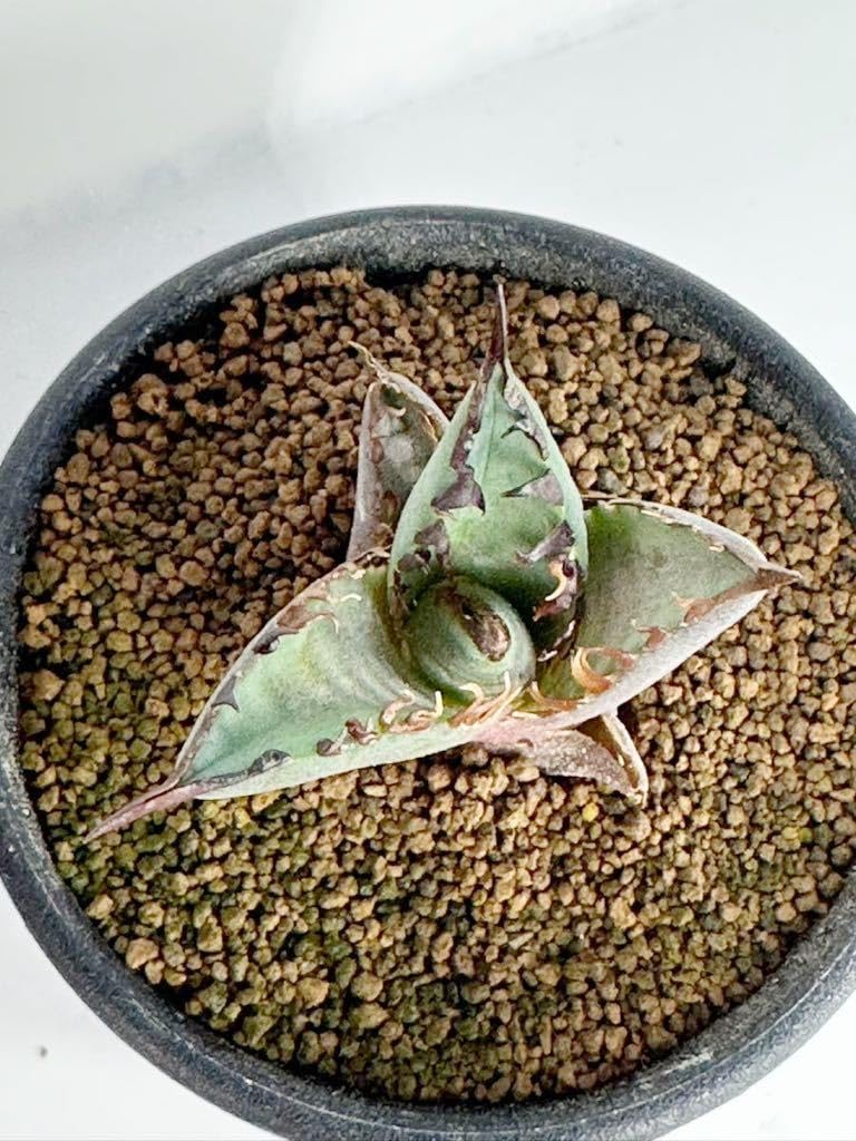 Amazon.co.jp: アガベ チタノタ レッドキャットウィーズル ゴリ猫 Red