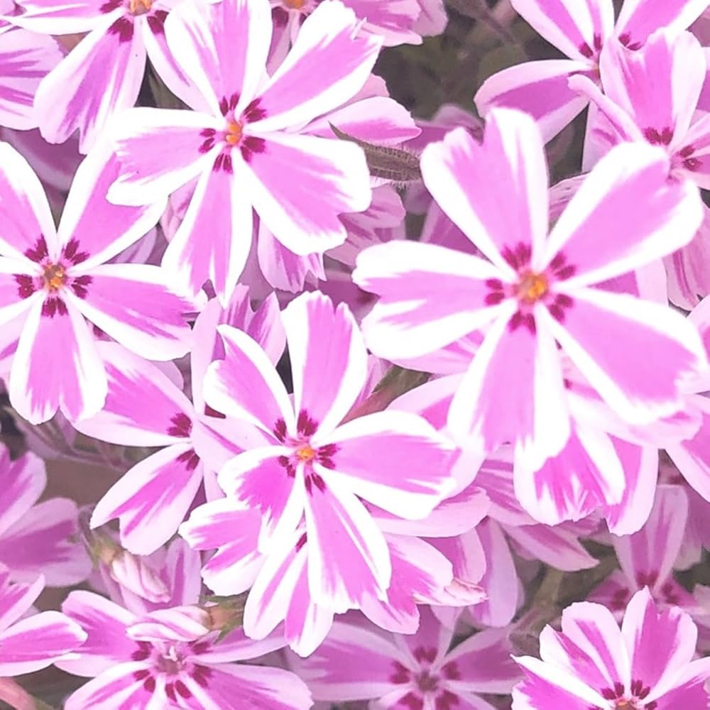 Amazon.co.jp: 芝桜 多摩の流れ (白に桃色の縞)【20Potセット】 ピンク