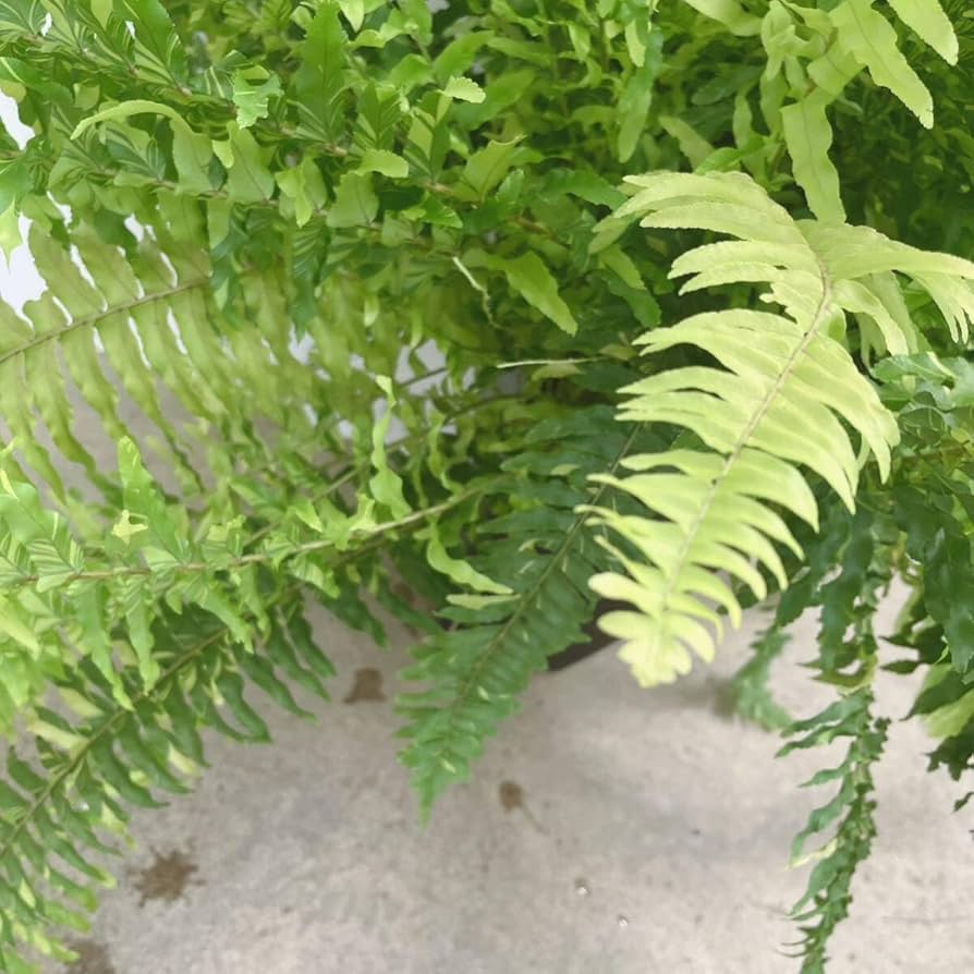 Amazon.co.jp: ネフロレピス ハッピーマーブル 7号 大型大株 品種レア