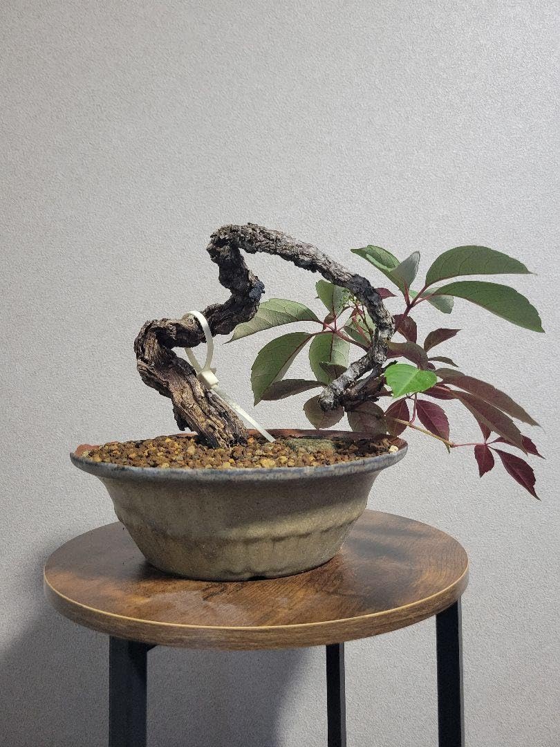 ミニ盆栽 盆栽 紫式部盆栽 真柏盆栽 懸崖 真柏 黒松 赤松 五葉松