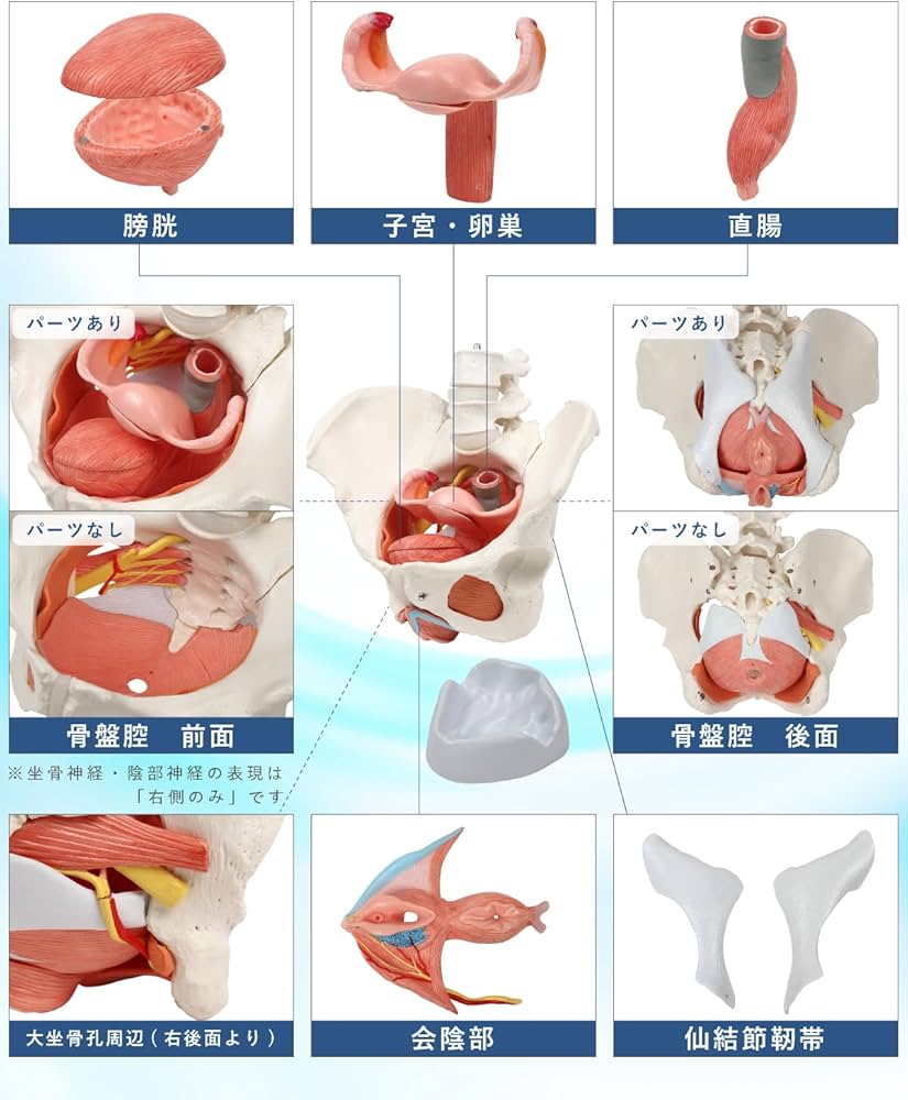 Amazon.co.jp: KIYOMARU 骨盤底筋付き女性骨盤模型 人体模型 8パーツ