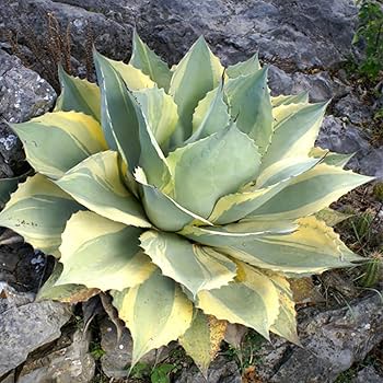 71BmtgAUqZL._AC_UF350,