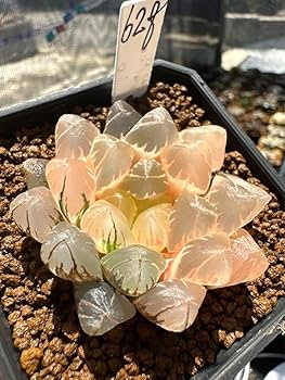 71Bxm484xKL._AC_UF350,