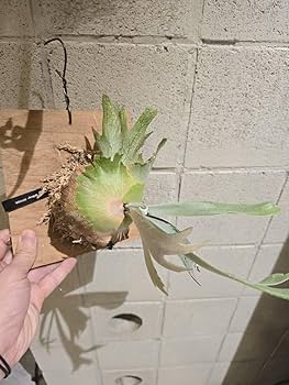 Amazon.co.jp: ビカクシダ P.Willinckii 'Anapat#9' アナパット ＃9