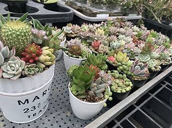 Amazon.co.jp: 【マルイ農園】多肉植物 カット苗 お任せ詰め合わせ