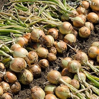 Amazon.co.jp: 玉ねぎ抜き苗 品種：OP黄(中生) 約50本(50本×1束)【品種