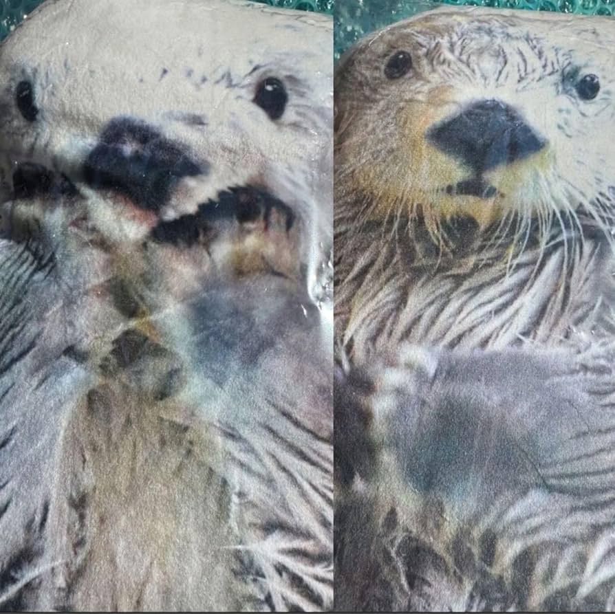 Amazon.co.jp: 鳥羽水族館限定品 ラッコ メイキラ クッション