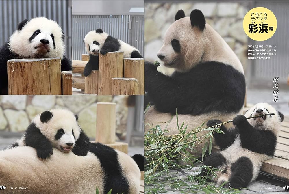 愛くるしすぎるイキモノ パンダのすべて (廣済堂ベストムック) | 今泉