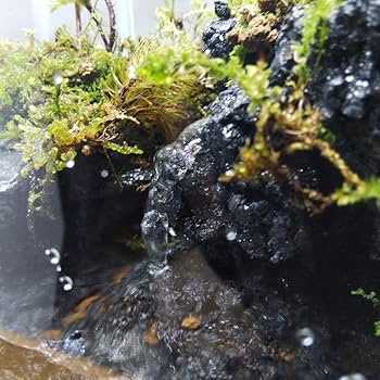 Amazon.co.jp: 完成品 滝のあるアクアテラリウム イモリウム