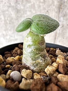 Amazon｜【現品限り】チレコドン・ノルティ【G4】 Tylecodon nolteei