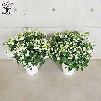 Amazon.co.jp: ITANSE アジサイ ラグランジア・ブライダル