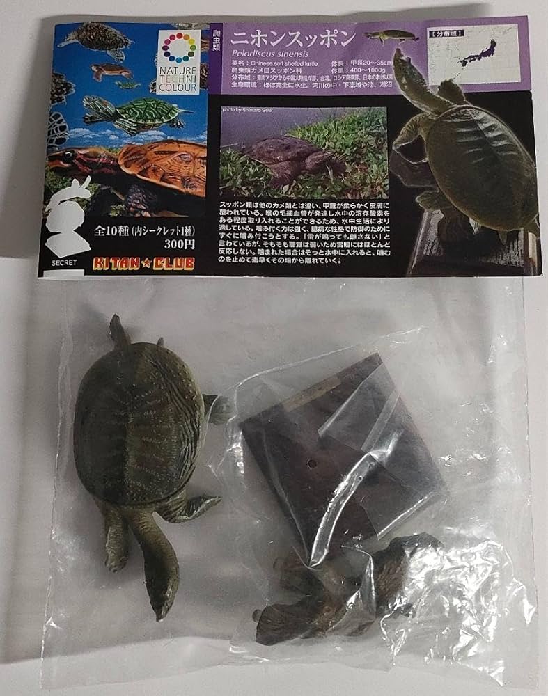 Amazon.co.jp: ネイチャーテクニカラー NTC 日本のカメ ニホンスッポン