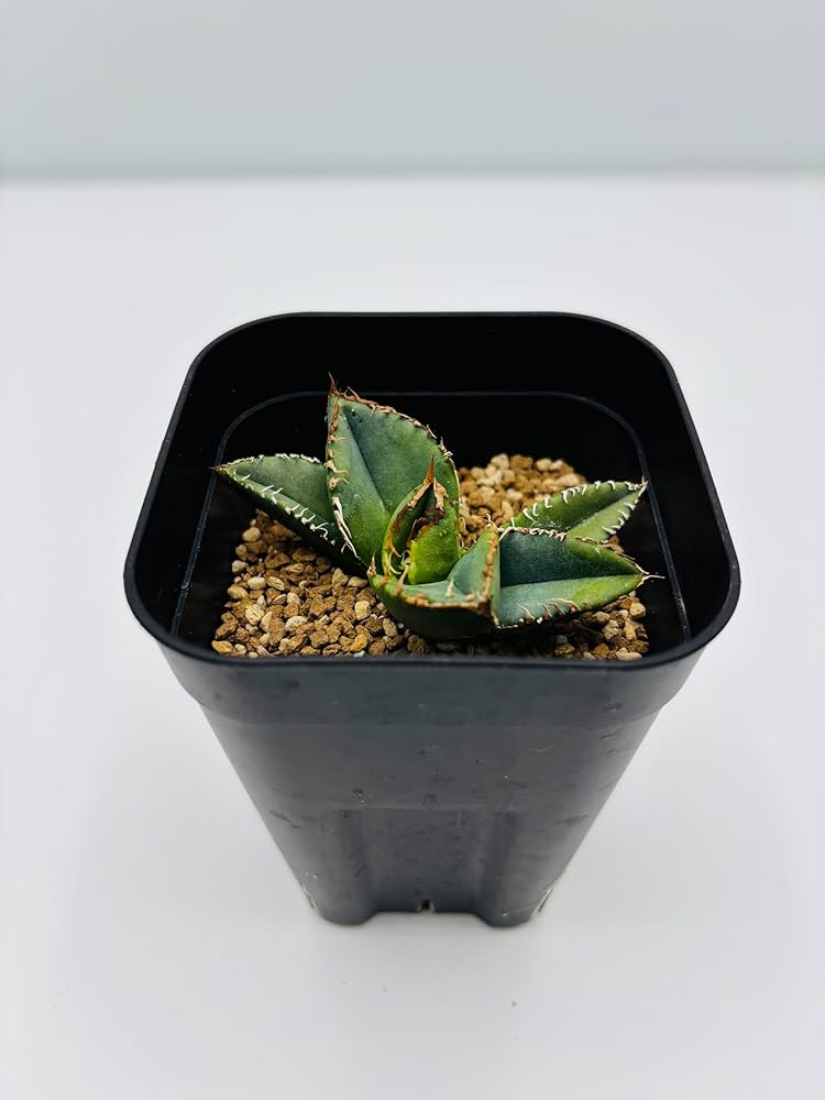 Amazon｜アガベ チタノタ 麻花龍/Agave titanota 'Ma Hua Long'/観葉