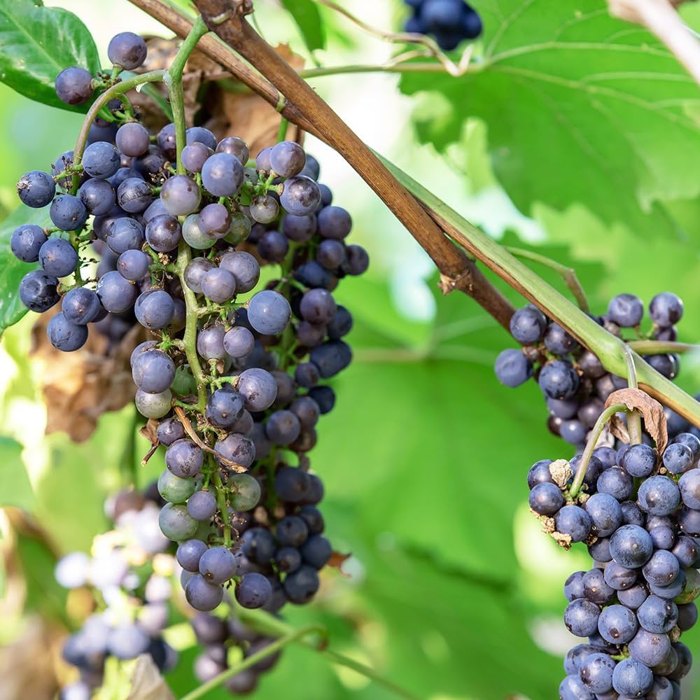 Amazon.co.jp: ITANSE ぶどう 一才ヤマブドウ 3.5号 1個売り