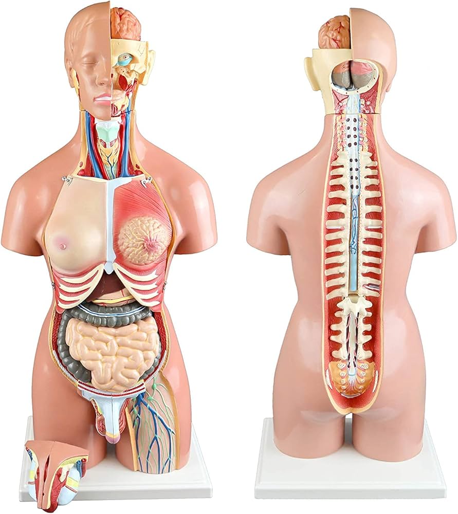 Amazon.co.jp: 教育モデル、55 cm デュアル セックス人間の胴体の解剖