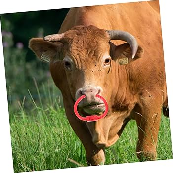 Amazon.co.jp: JEWEDECO 2個 ブルノーズリング 家畜牛の鼻輪 サークル