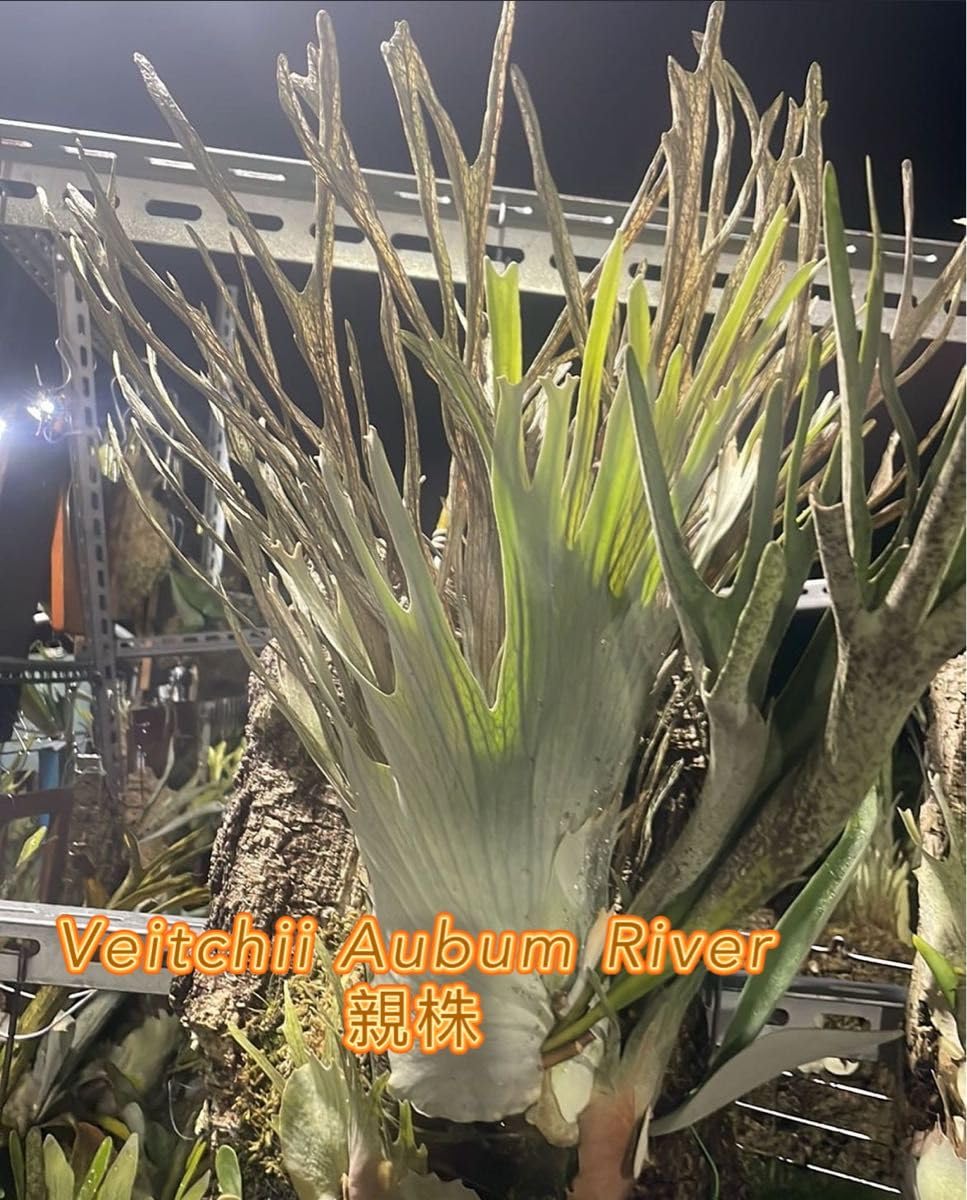 Amazon.co.jp: 「初上陸最高峰」ビカクシダ AR x AR x AR spore 交配