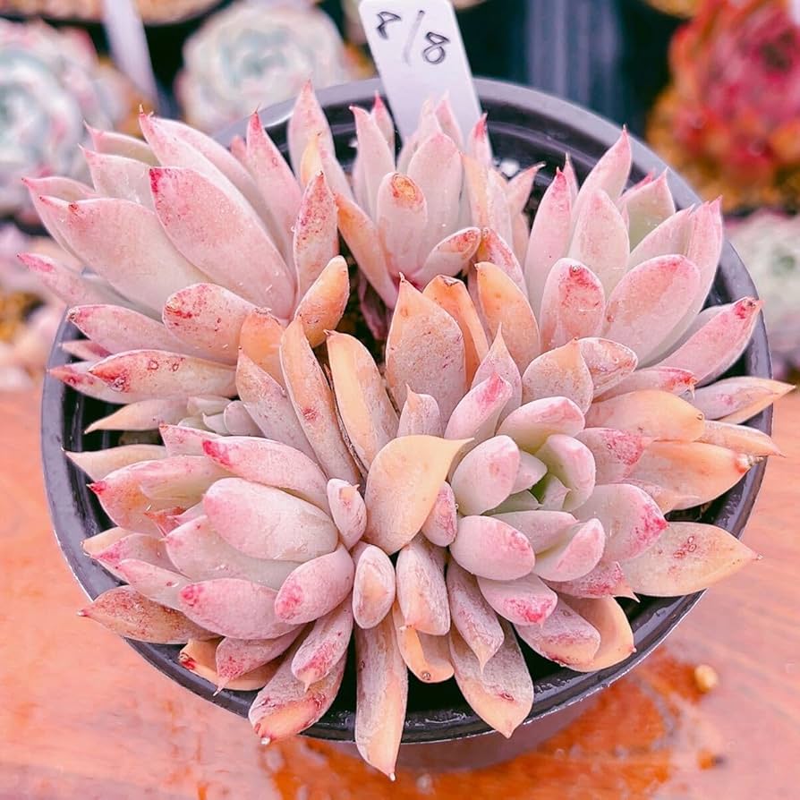 Amazon.co.jp: F！！多肉植物 サンシャイン レア苗 多頭 韓国苗 美苗