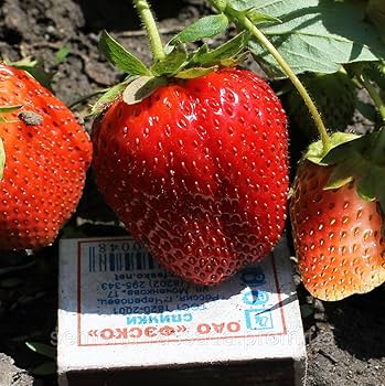 Amazon.com : Seeds Strawberry Fresca Giant Everbearing Climbing