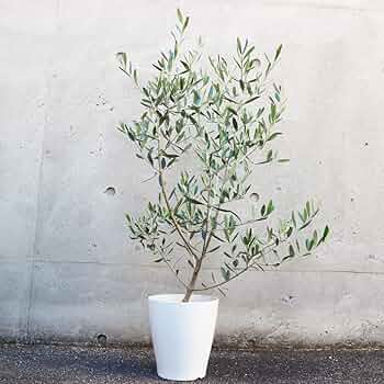 71I6hhIsYxL._AC_UF350,