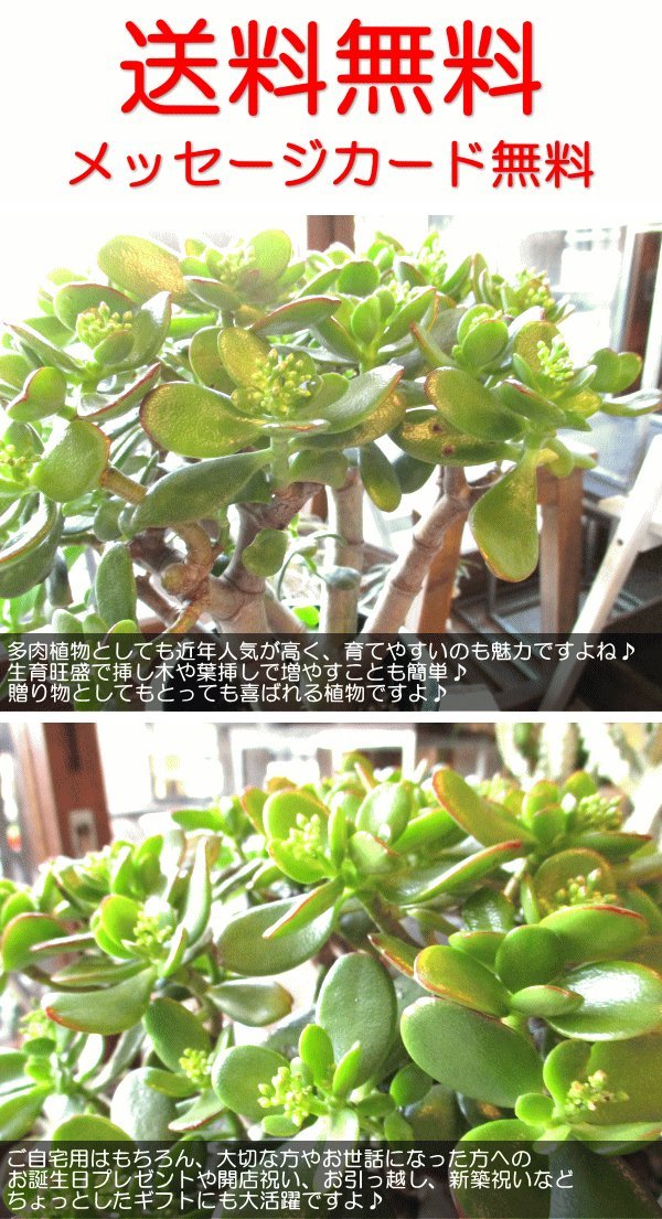 Amazon｜お金のなる木 花月 成金草 5号鉢サイズ 鉢植え 薫る花 庭木