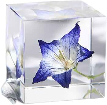 Amazon.co.jp: 植物標本,植物樹脂標本,透明樹脂標本,生物学的教育,教育