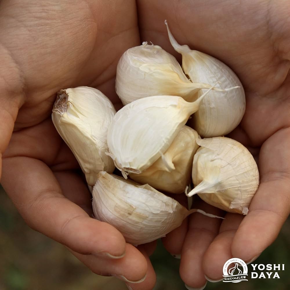 Amazon | にんにくのよしだ家 種ニンニク にんにくの種 球根 苗 種子