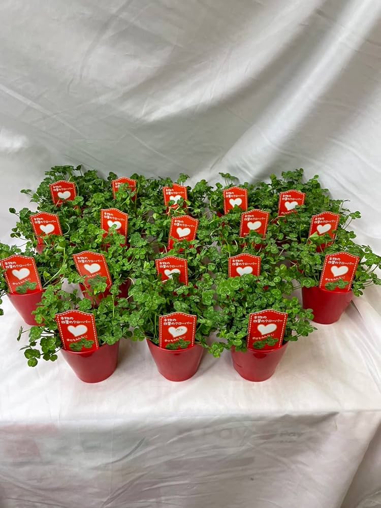 Amazon.co.jp: 四つ葉 の クローバー 鉢植え 苗 種 母の日 父に日