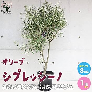 71Ivt8aAUXL._AC_UF350,