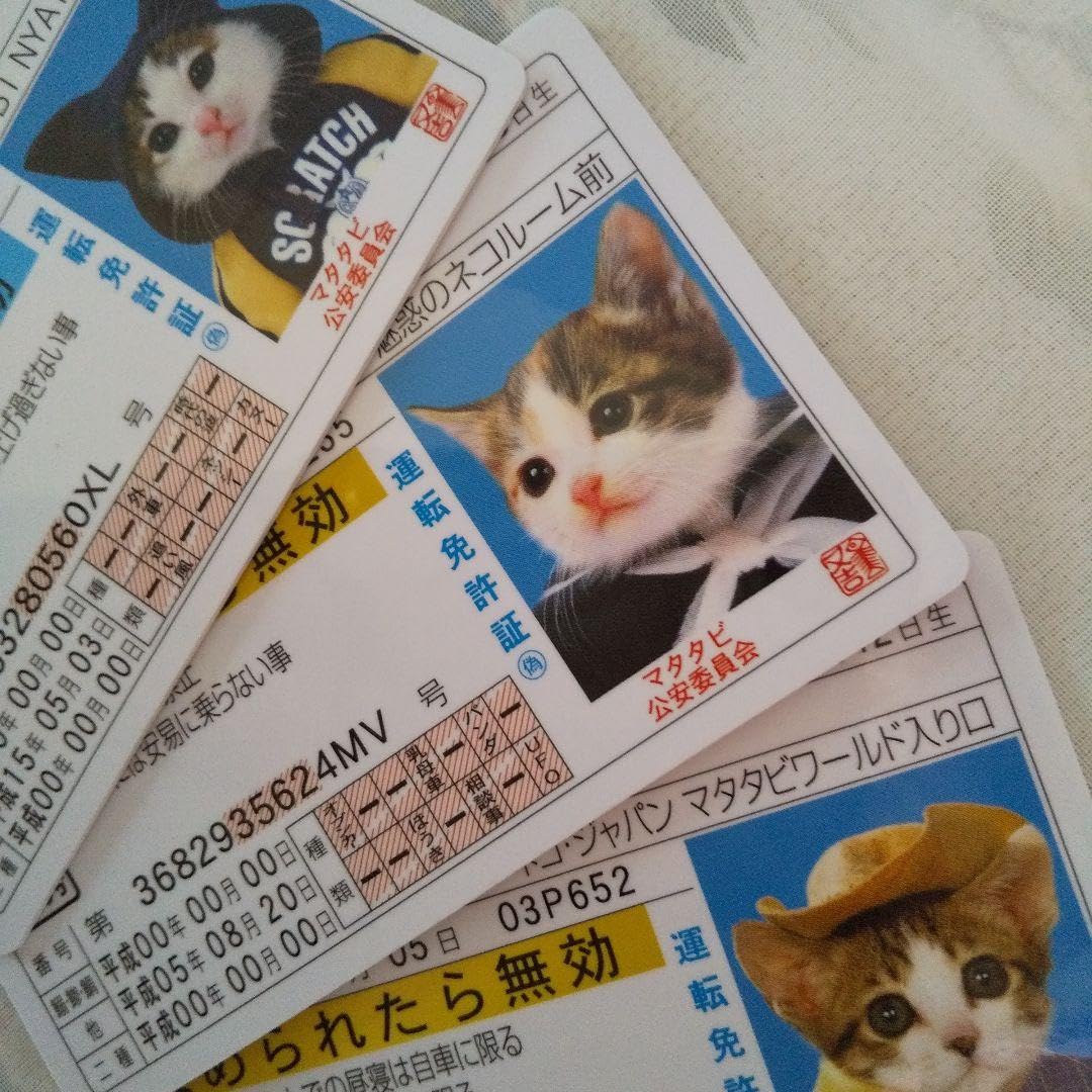 Amazon.co.jp: なめ猫 免許証カード 3枚 ♪ : ペット用品