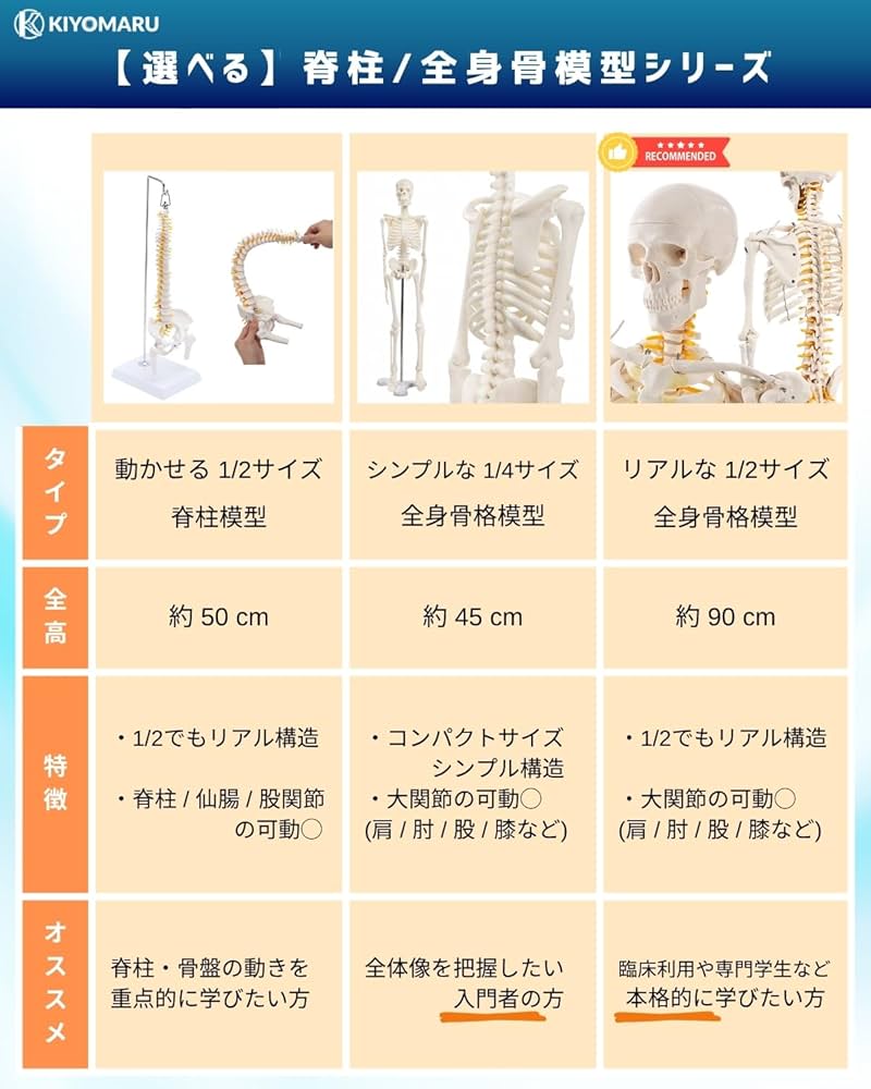 Amazon.co.jp: KIYOMARU リアルで再現性の高い1/2サイズの全身骨格模型