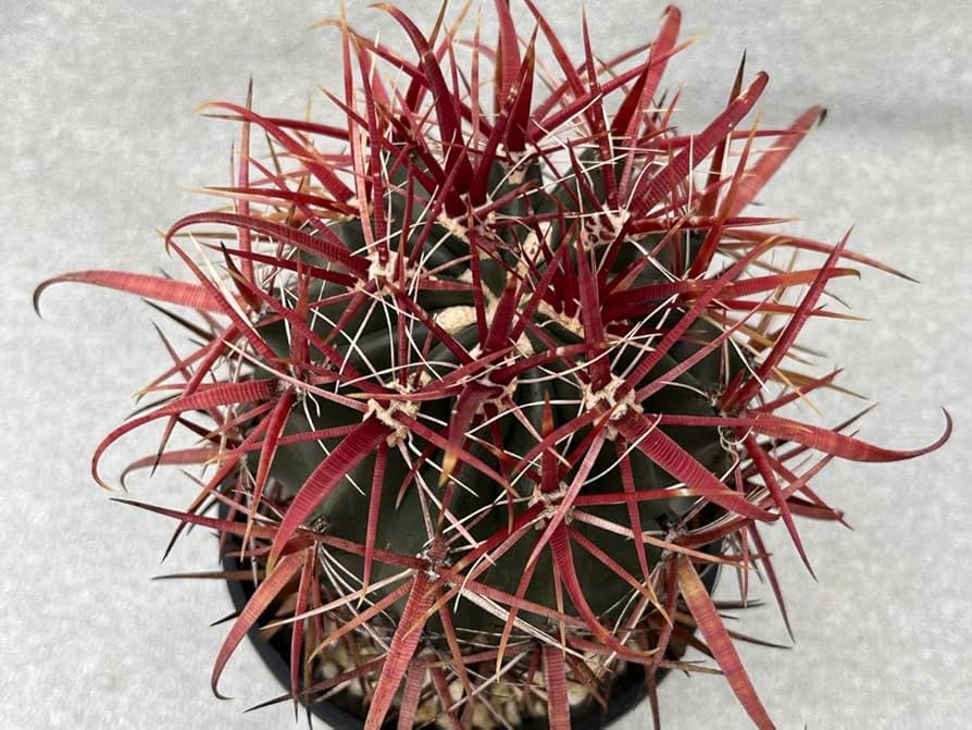 Amazon.co.jp: サボテン 多肉植物 フェロカクタス 赤刺金冠竜 金冠竜