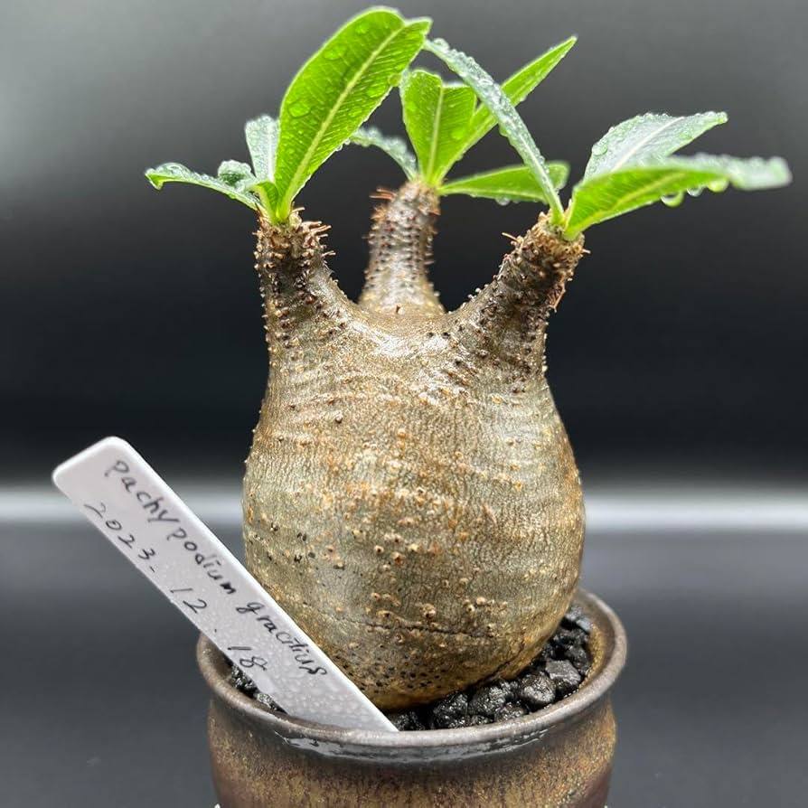 手作植木鉢 LLL サイズ 検（ 塊根植物 グラキリス パキプス アガベ)