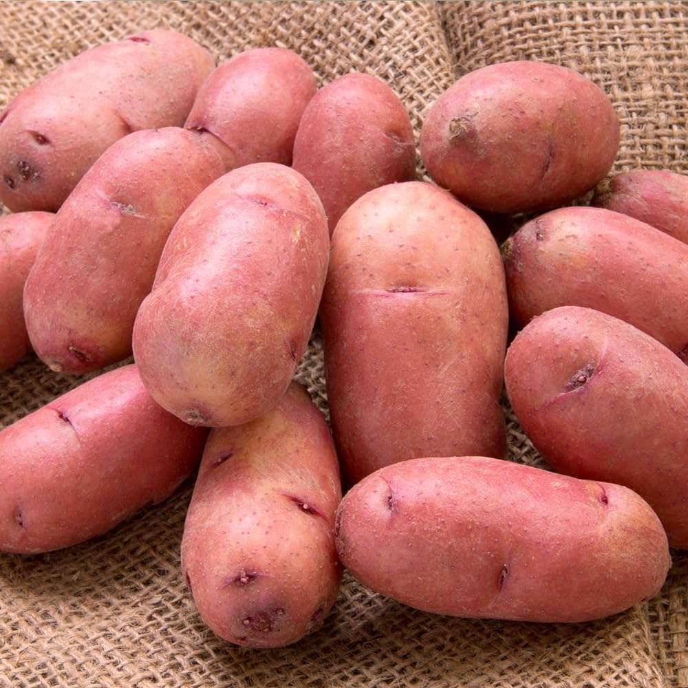 Amazon.co.jp: 北海道産 ご家庭用 新じゃが じゃがいも レッドムーン