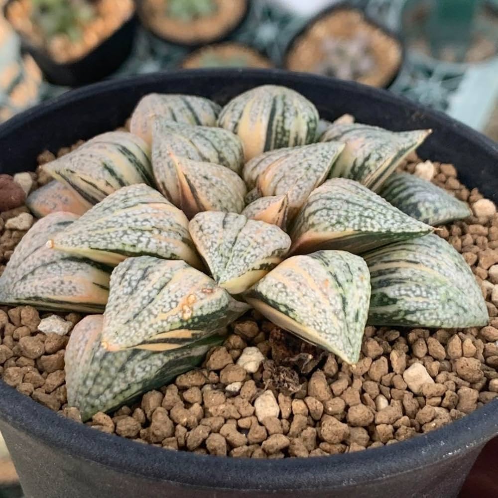 Amazon｜多肉植物 ハオルチア ピクタ錦 極上斑 大株｜観葉植物