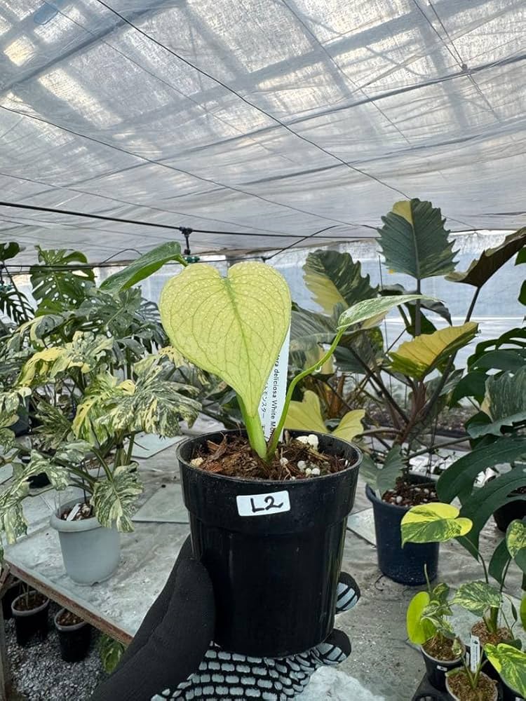 Amazon｜JolieNursery（ジョリーナーセリー）斑入りモンステラ