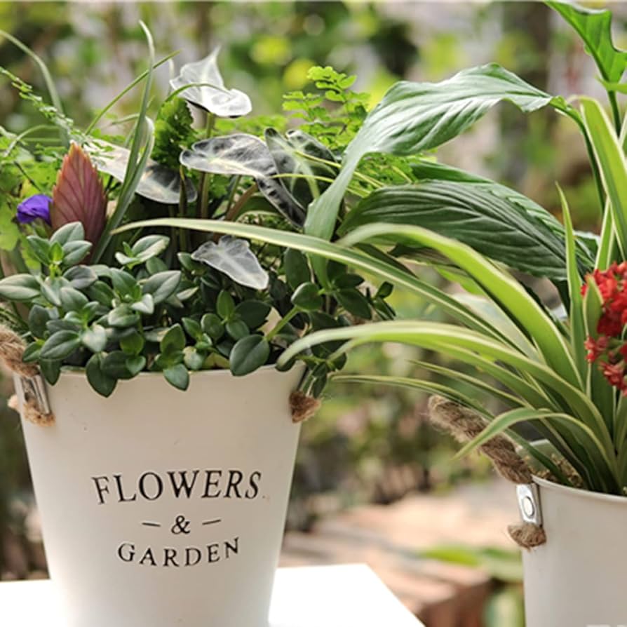 Amazon.co.jp: [ADSNS] ブリキ鉢 多肉植物鉢 ブリキ缶 寄せ植え鉢