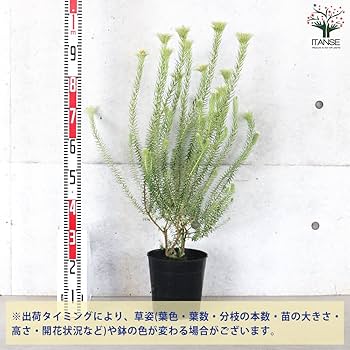 Amazon｜フィリカ・プベッセンス ハイドラ 7号鉢【品種で選べる花木/1