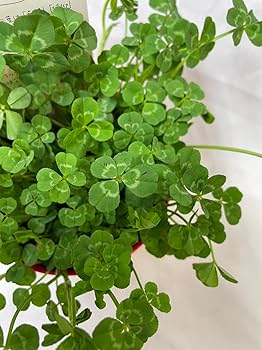 Amazon.co.jp: 四つ葉 の クローバー 鉢植え 苗 種 母の日 父に日
