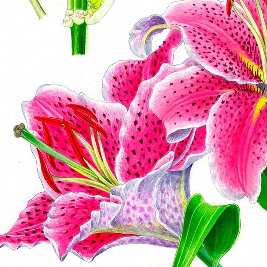 絵画】ボタニカルアート 「かのこゆり」原画 【公式通販】