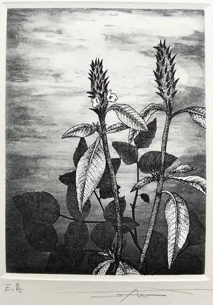 Amazon.co.jp: 渡辺達正 『草』 銅版画 直筆サイン入り モノタイプ