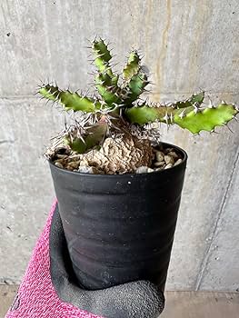 Amazon｜【現品限り】ユーフォルビア・スクアローサ 奇怪ヶ島 2年ほど